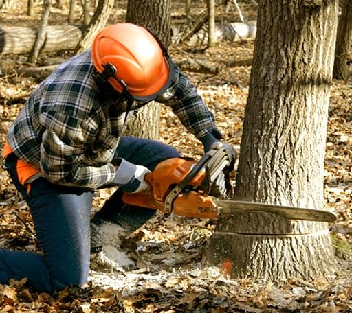 Tree Removal in Stamping Ground, KY